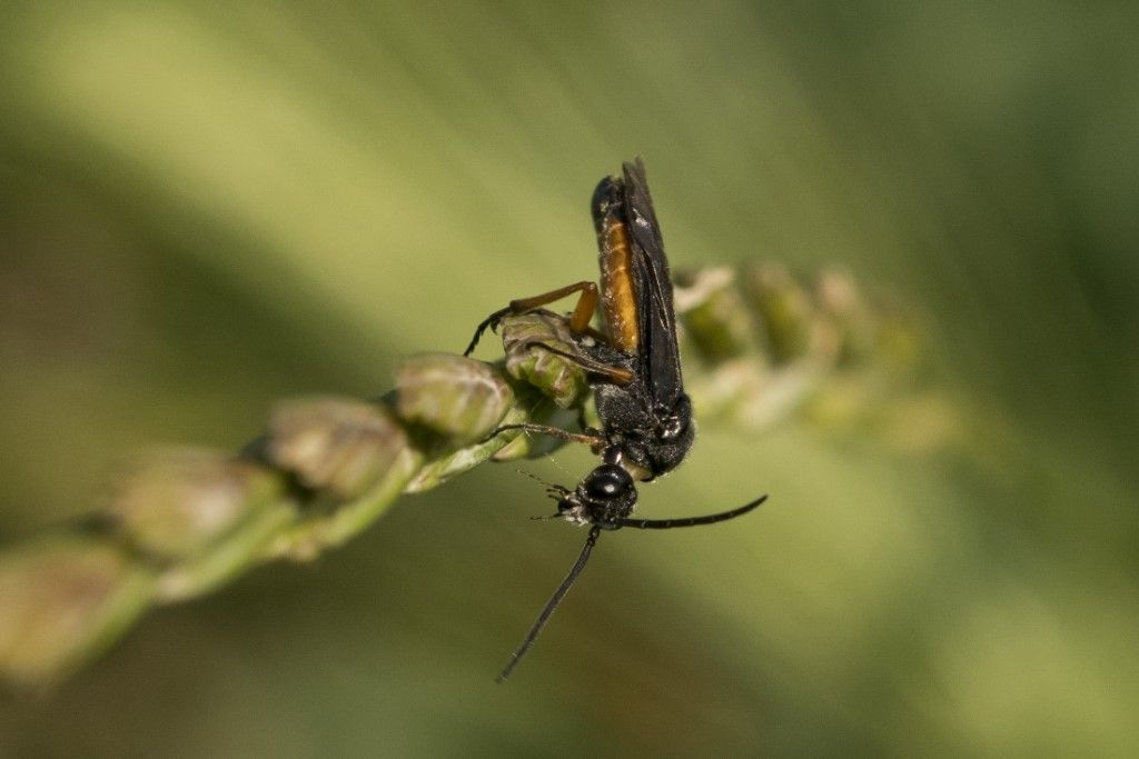 Tenthredinidae: Dolerus puncticollis? probabile D. germanicus