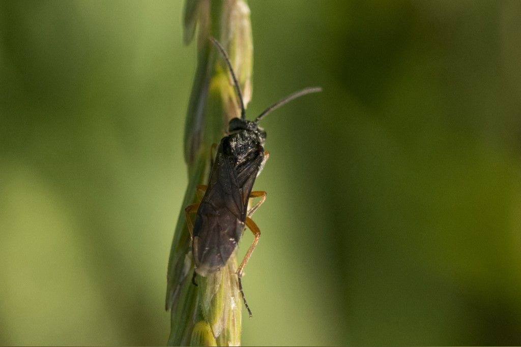 Tenthredinidae: Dolerus puncticollis? probabile D. germanicus