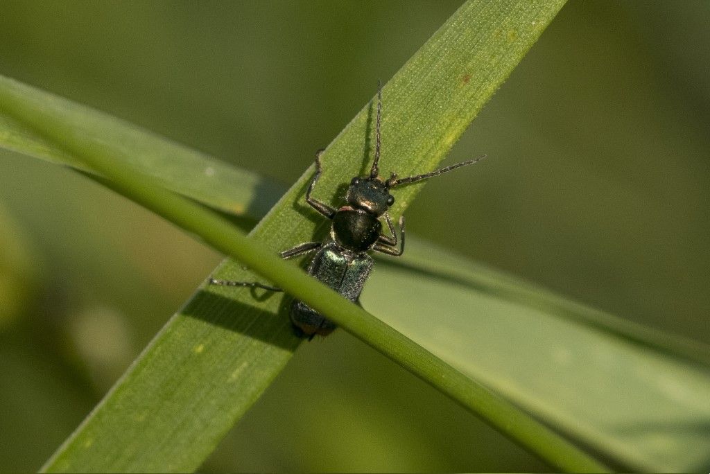 Malachius bipustulatus ?