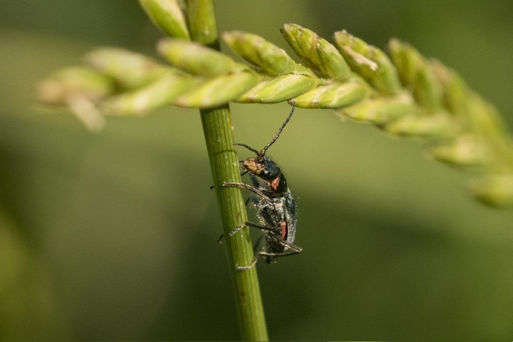 Malachius bipustulatus ?