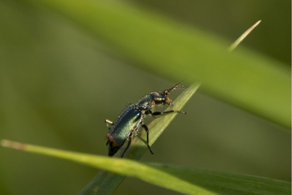 Malachius bipustulatus ?