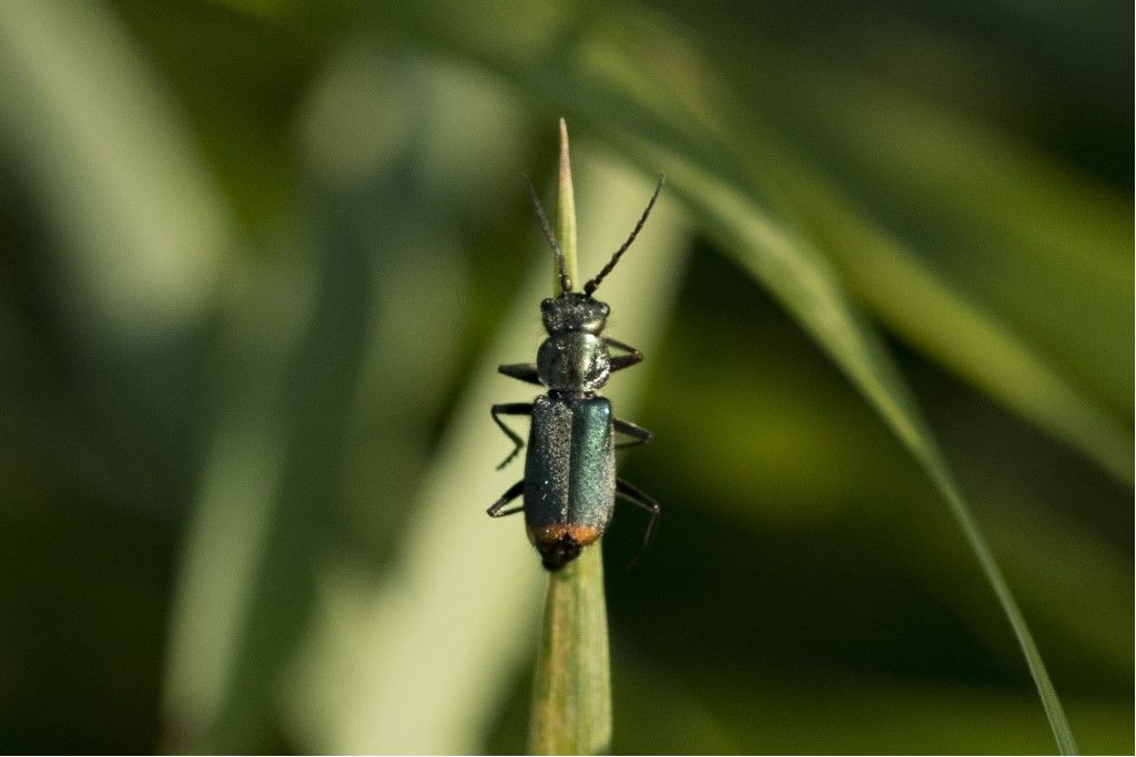 Malachius bipustulatus ?