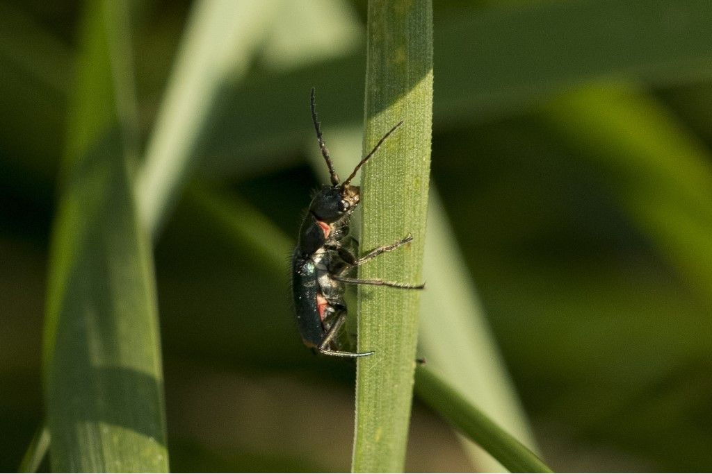 Malachius bipustulatus ?