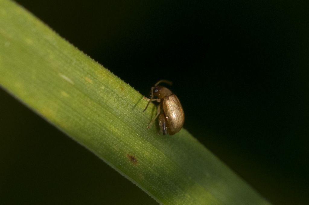 Chrysomelidae: Longitarsus sp.