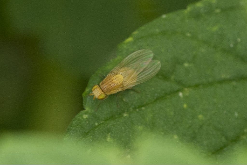 Aiuto per identificazione Diptera