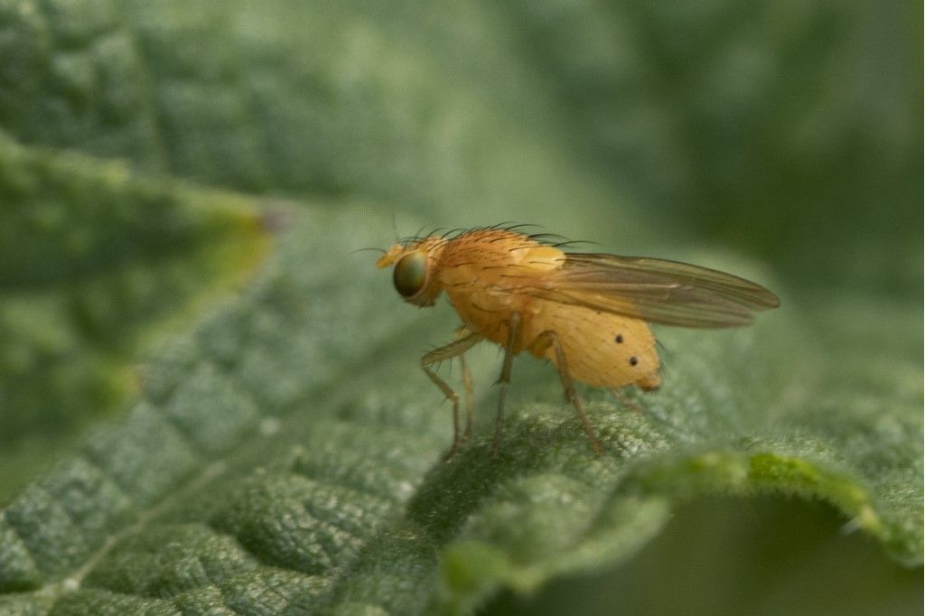 Aiuto per identificazione Diptera