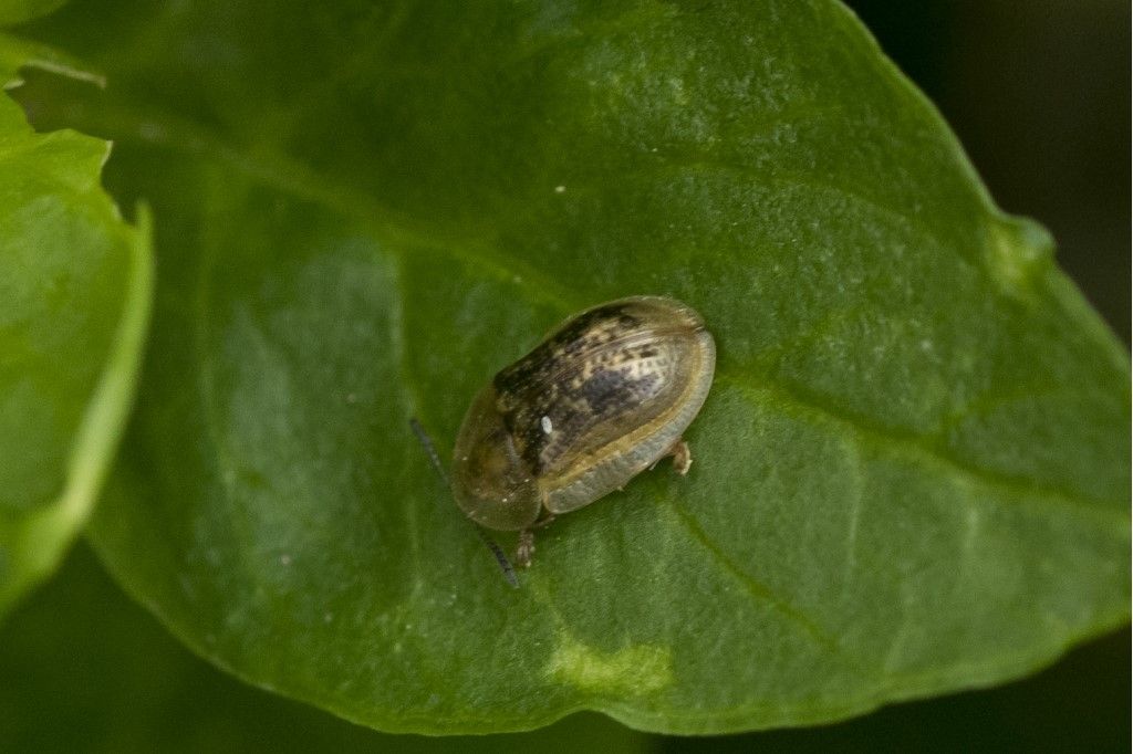 Chrysomelidae: Cassida piperata ? No, Cassida nebulosa