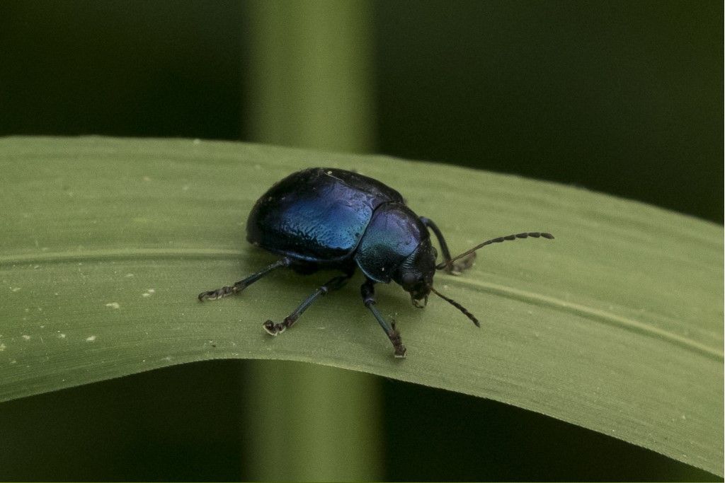 Chrysomelidae: Colasposoma dauricum ? S.