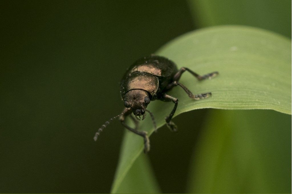 Chrysomelidae: Colasposoma dauricum ? S.