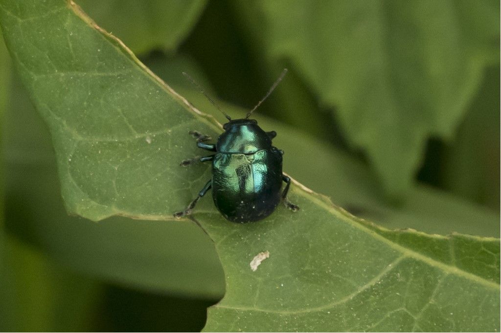 Chrysomelidae: Colasposoma dauricum ? S.