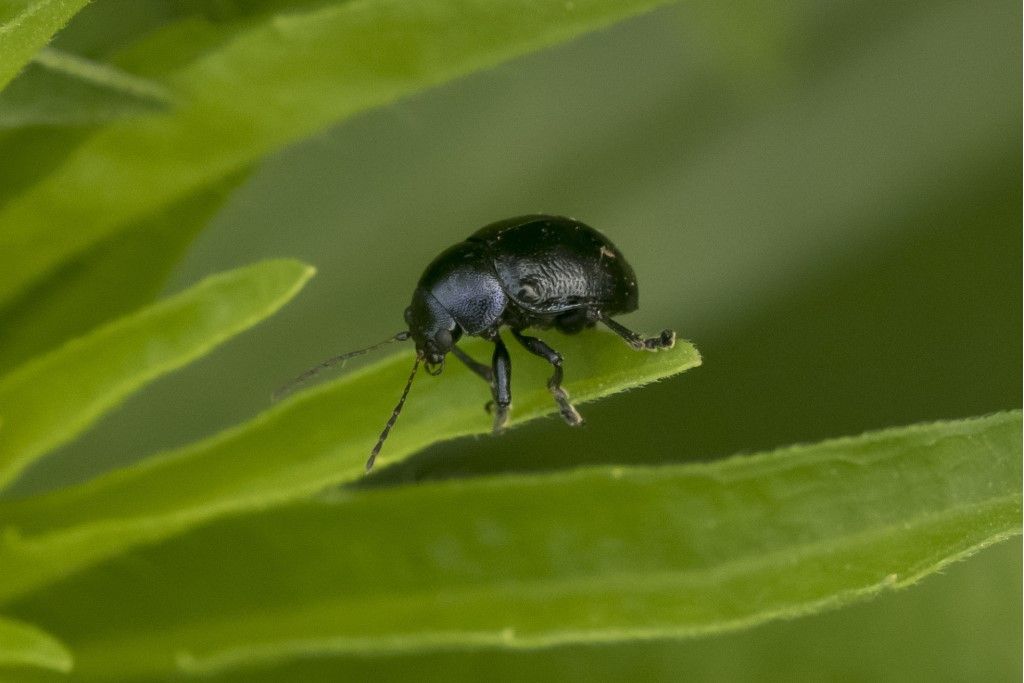 Chrysomelidae: Colasposoma dauricum ? S.