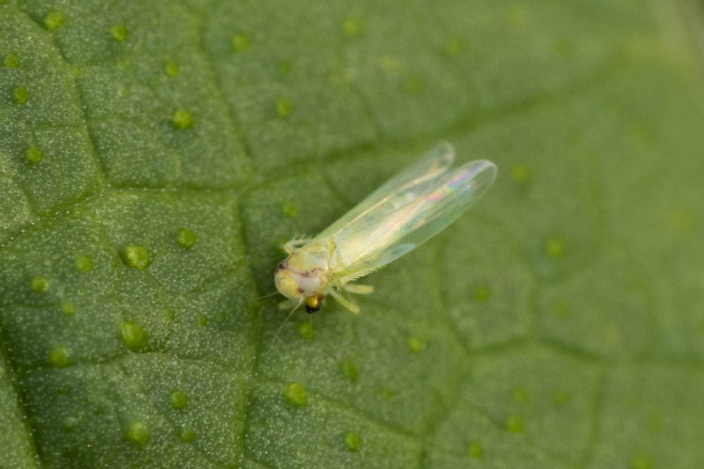 Cicadellidae da determinare