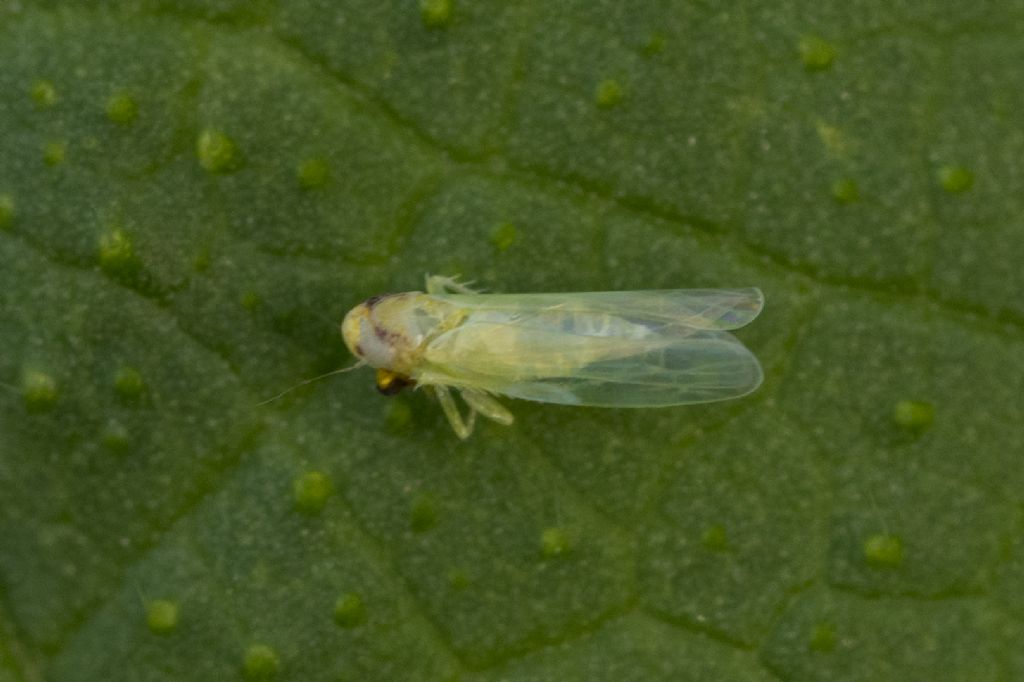 Cicadellidae da determinare