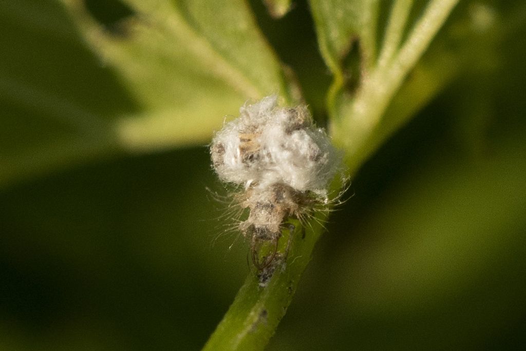 Non riesco a capire cosa possa essere.