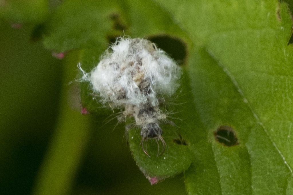 Non riesco a capire cosa possa essere.