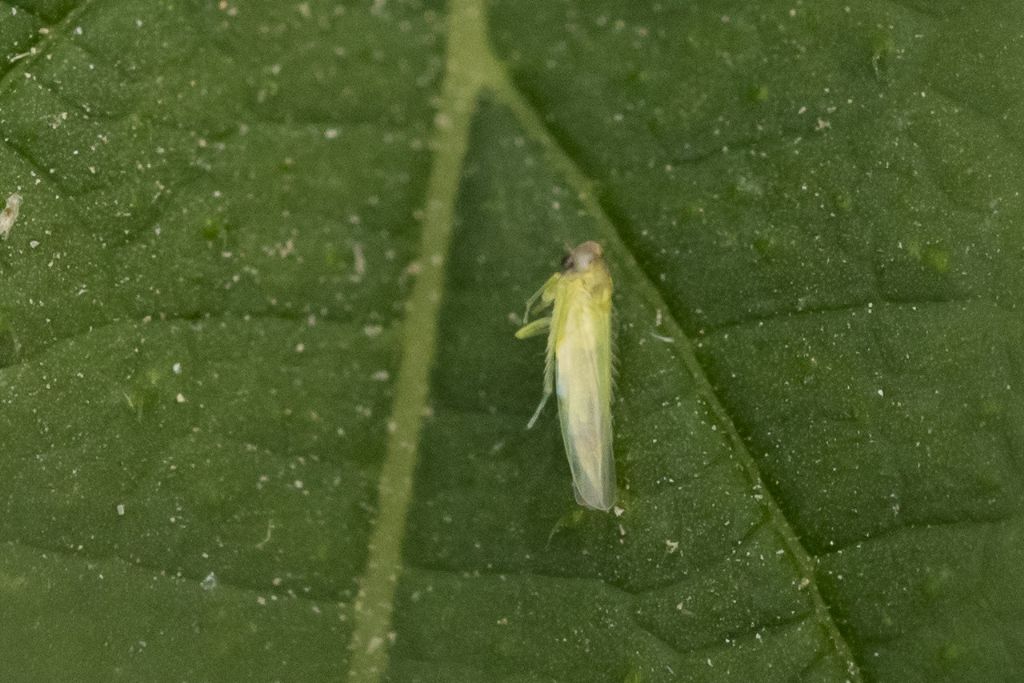 Cicadellidae da determinare