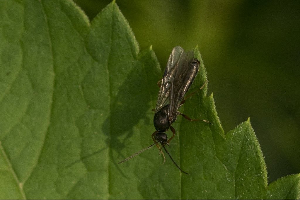 Hymenoptera (Formicidae?) da identificare