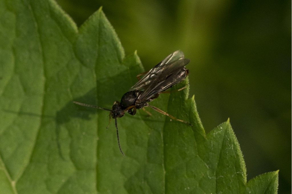 Hymenoptera (Formicidae?) da identificare