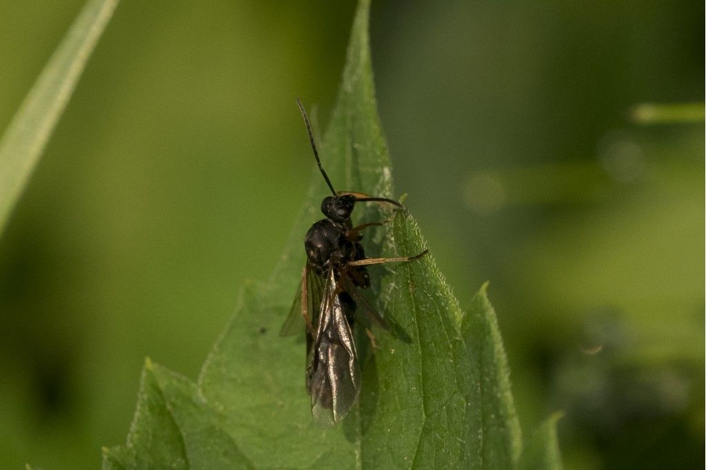 Hymenoptera (Formicidae?) da identificare