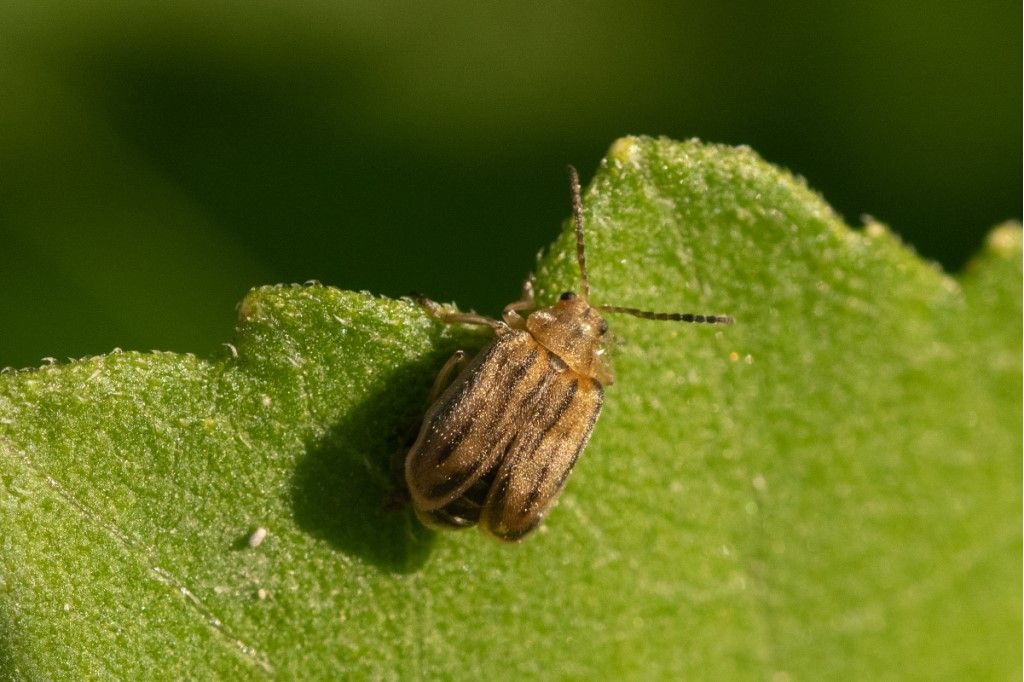 Chrysomelidae: Galeruca interrupta? No, Ophraella communa