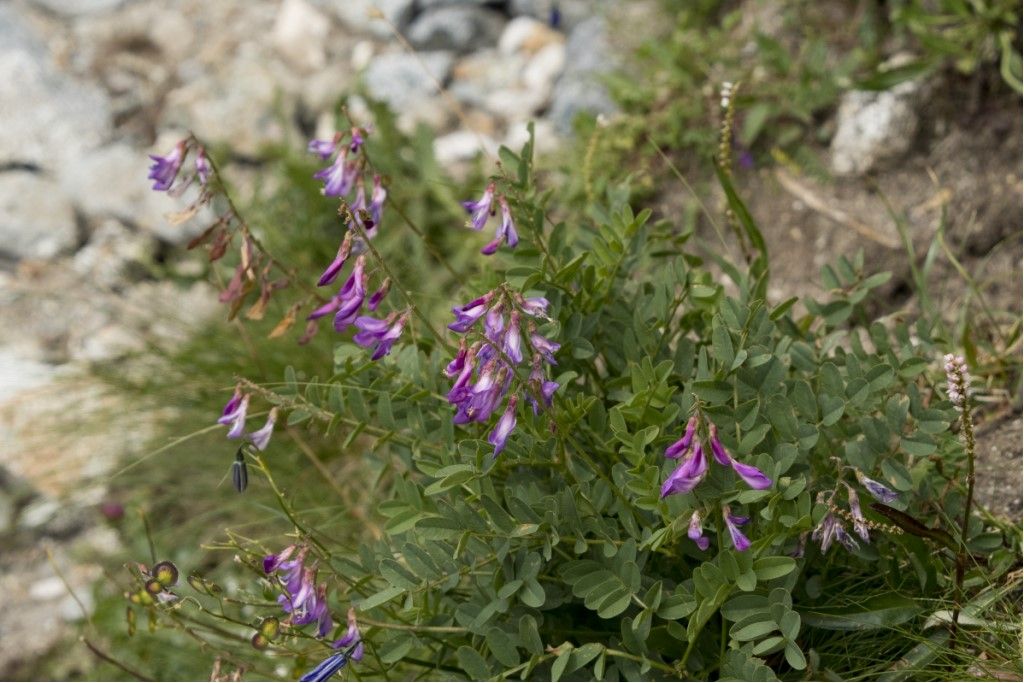 Pianta da determinare (2)
