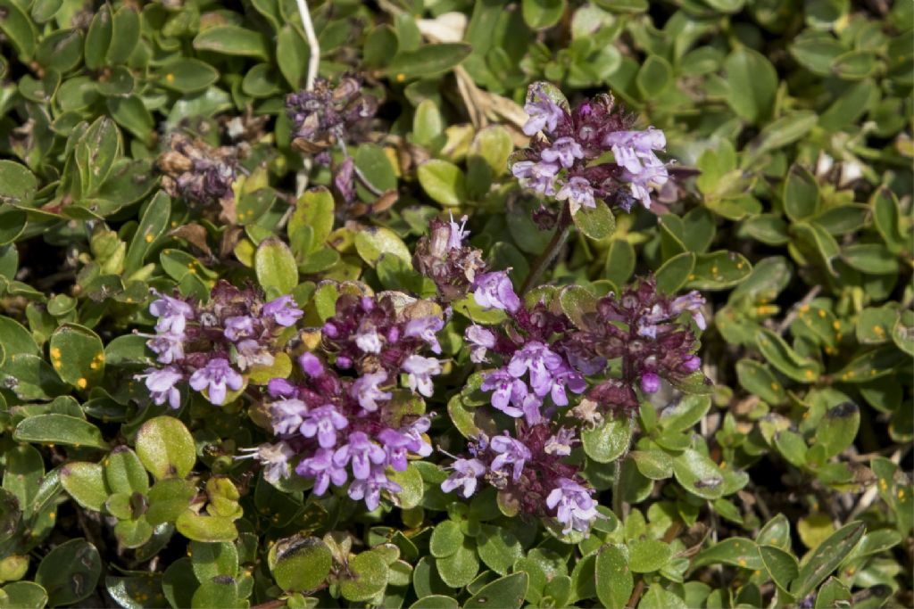 Thymus praecox ?