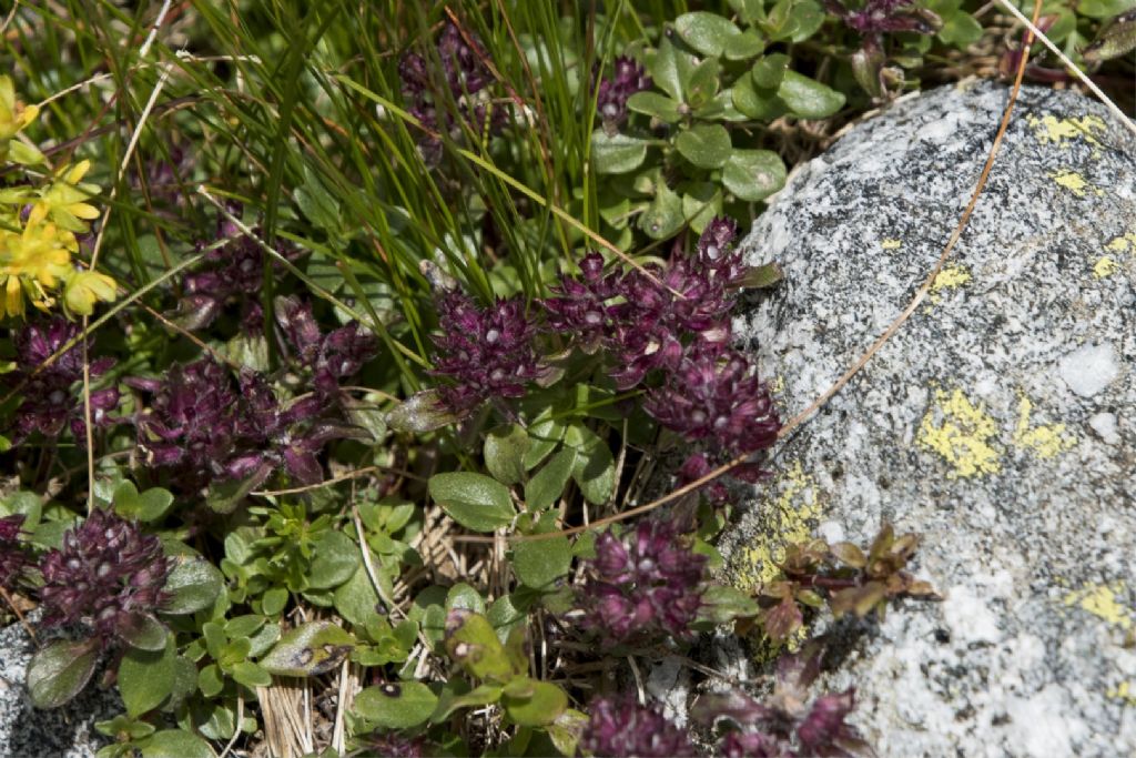 Thymus praecox ?