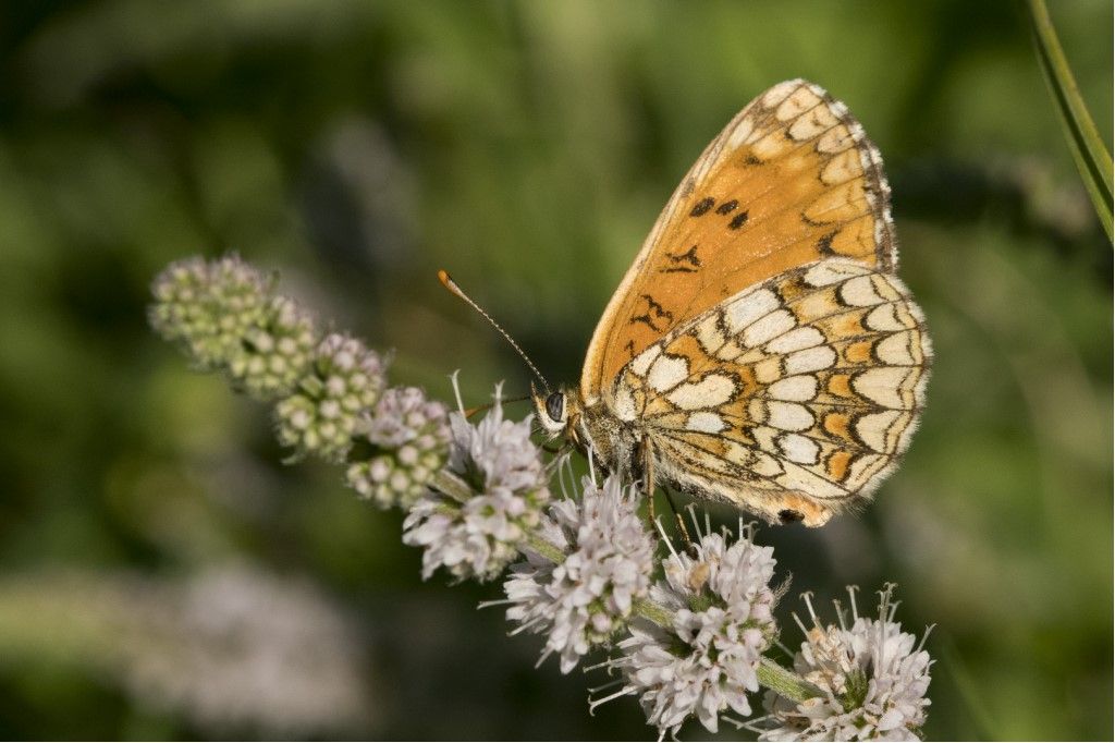 Melitaea celadussa ?