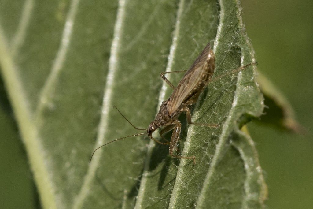 Nabidae da identificare