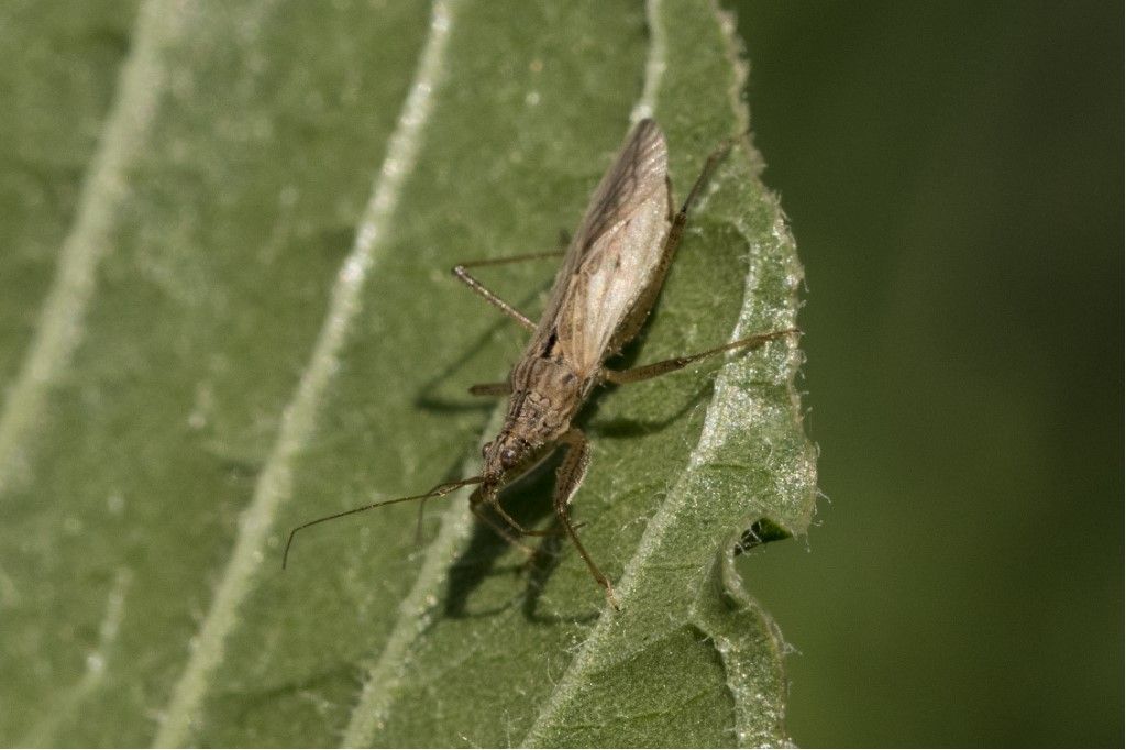 Nabidae da identificare