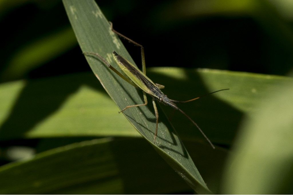 Aiuto per identificazione ( Notostira elongata ?)