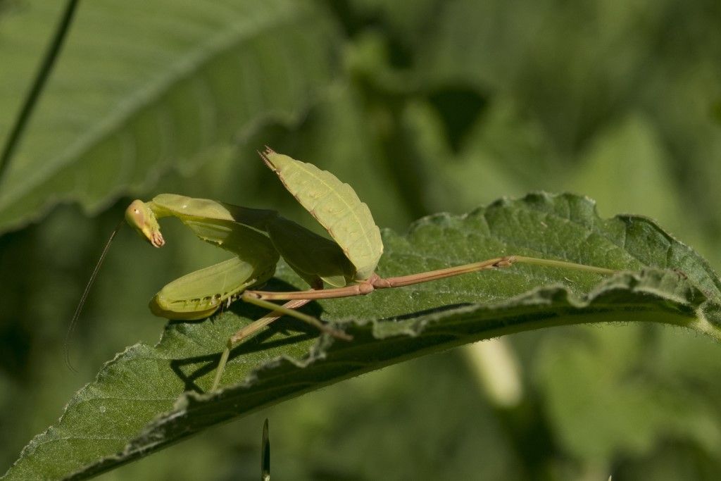 Aiuto per identificazione