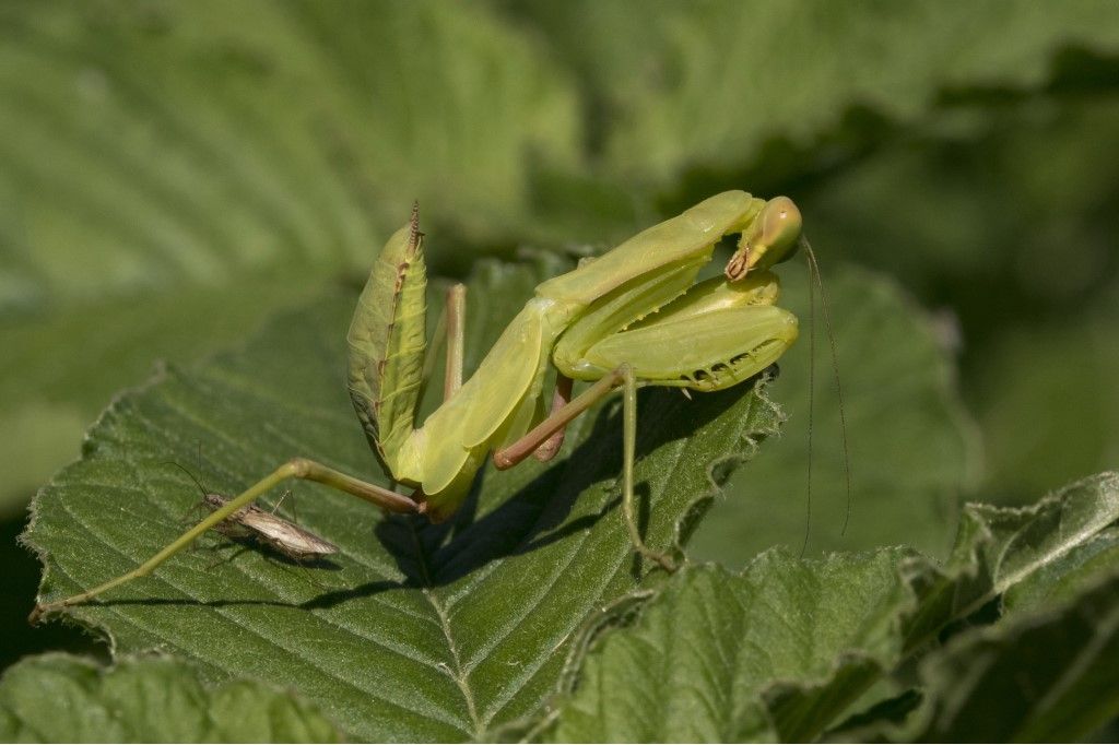 Aiuto per identificazione