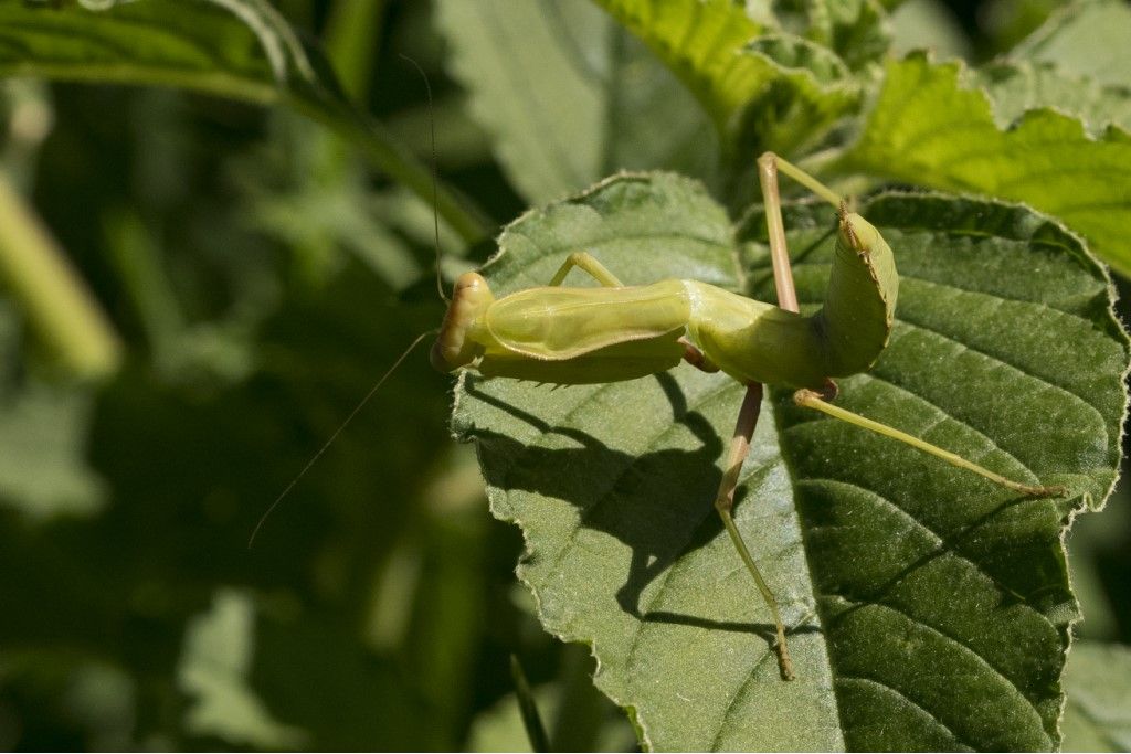 Aiuto per identificazione