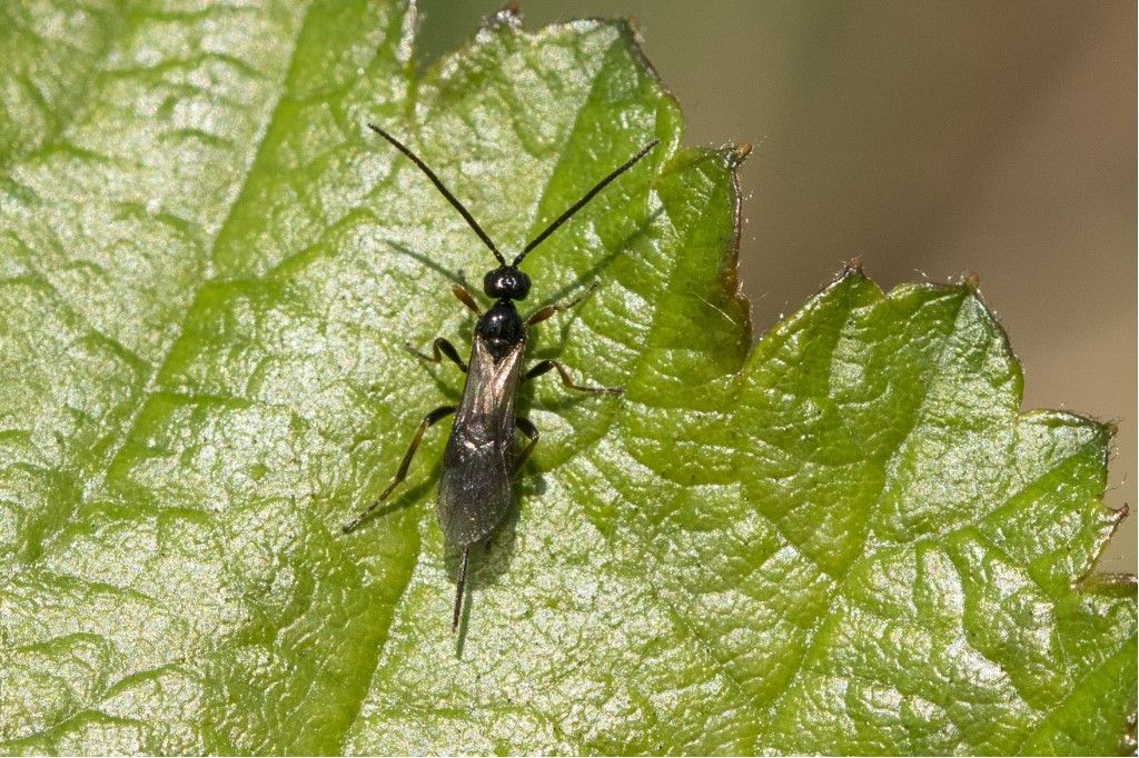 Aiuto per identificazione Braconidae