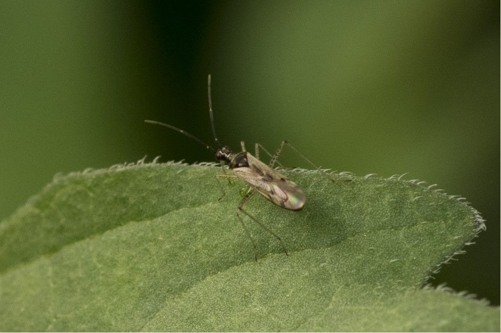 Dicyphus hesperus