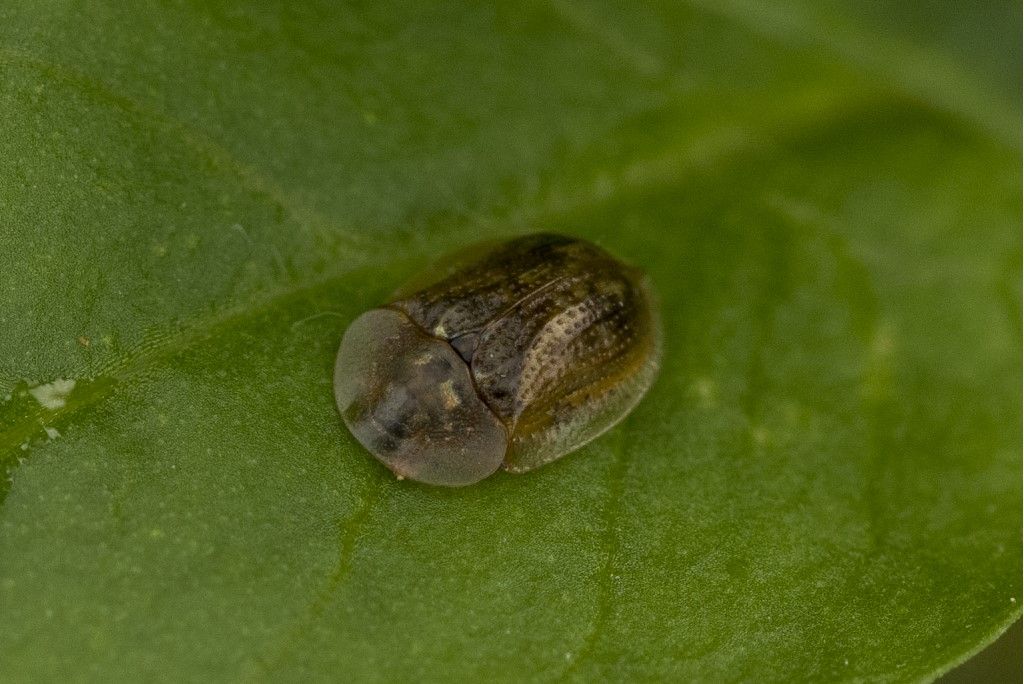Cassida flaveola ?