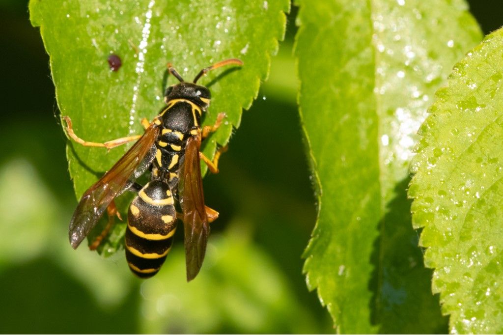 Vespidae: Polistes biglumis? No, Polistes spp.
