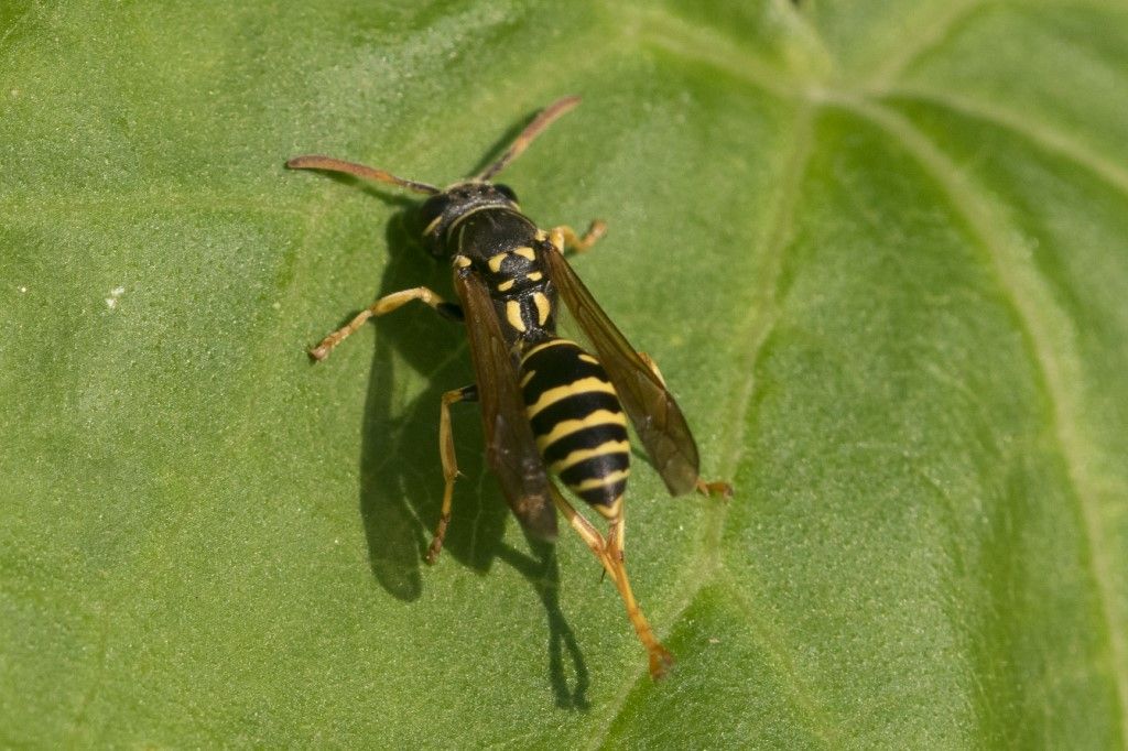 Vespidae: Polistes biglumis? No, Polistes spp.