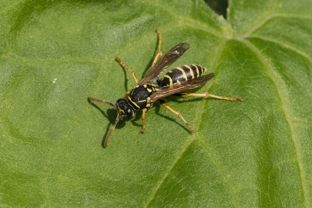 Vespidae: Polistes biglumis? No, Polistes spp.