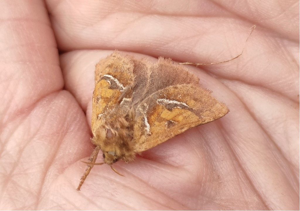 Farfallina da identificare