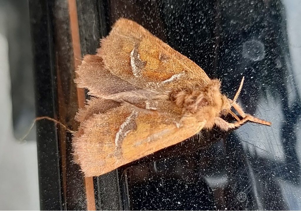 Farfallina da identificare