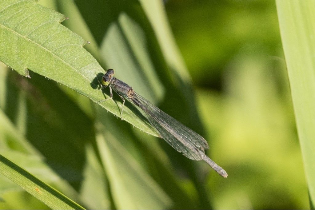 Aiuto per identificazione