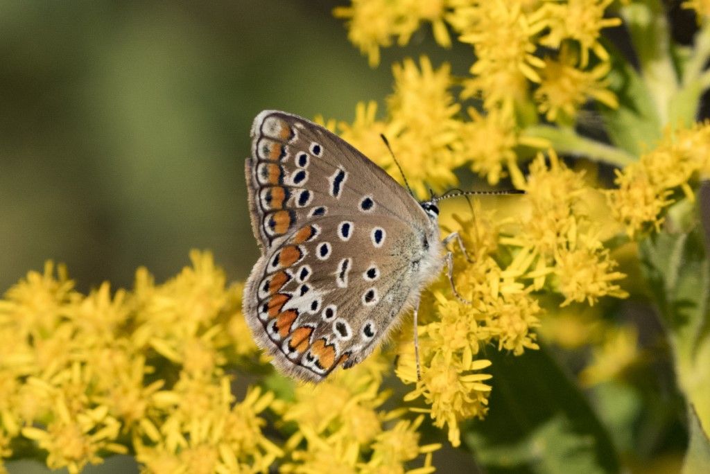 Lycaenidae da identificare