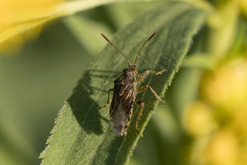 Aiuto per l''identificazione  (RHOPALIDAE ?)