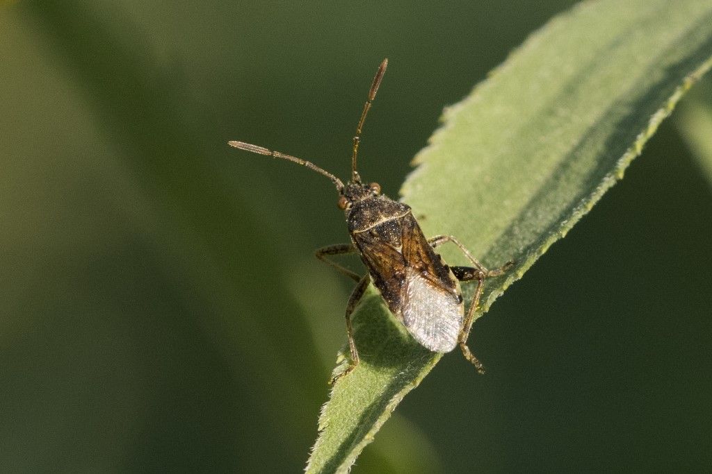 Aiuto per l''identificazione  (RHOPALIDAE ?)
