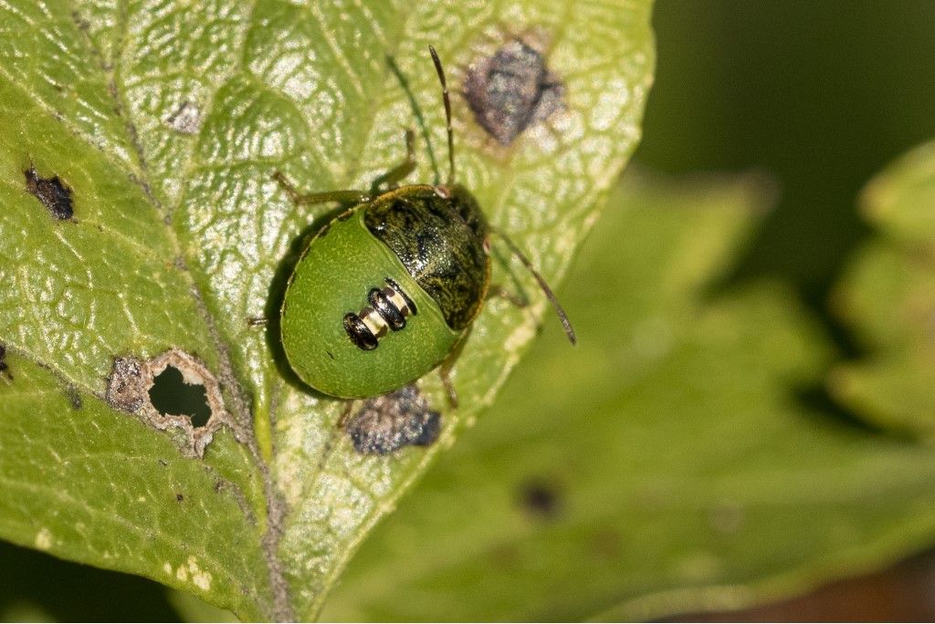 Aiuto per identificazione neanide di pentatomidae