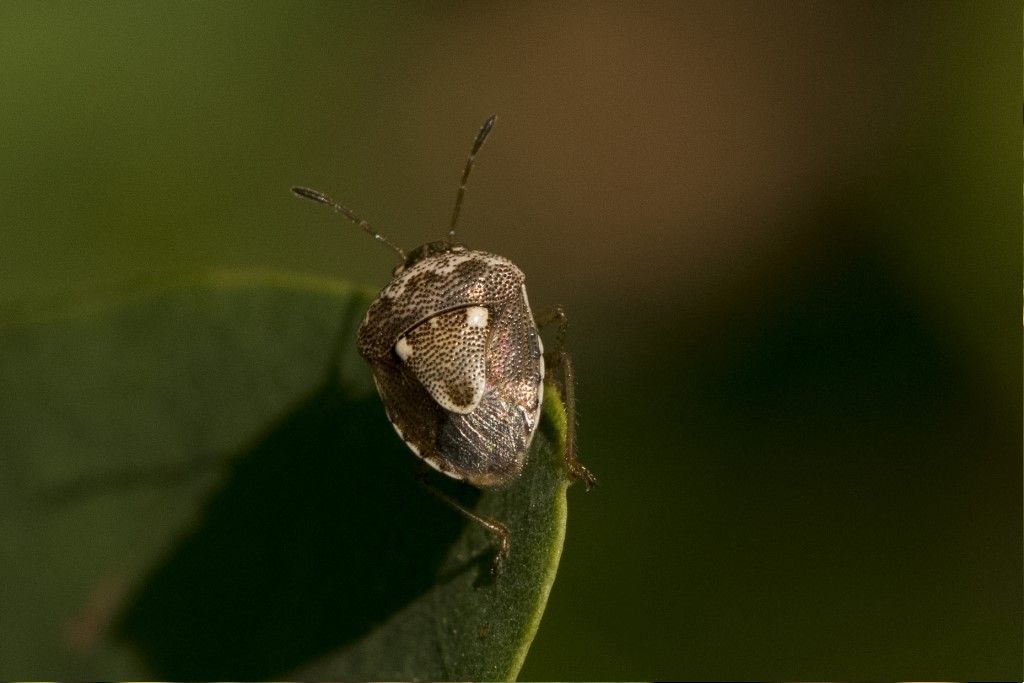 Eysarcoris ventralis ?