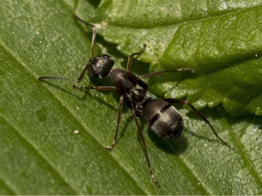 Formica fusca ?