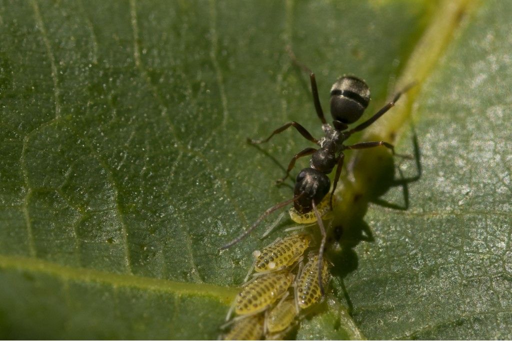 Formica fusca ?